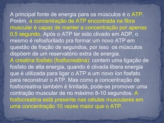 A principal fonte de energia para os músculos é o ATP. 
Porém, a concentração de ATP encontrada na fibra 
muscular é capaz de manter a concentração por apenas 
0,5 segundo. Após o ATP ter sido clivado em ADP, o 
mesmo é refosforilado pra formar um novo ATP em 
questão de fração de segundos, por isso  os músculos 
dispõem de um reservatório extra de energia.
A creatina fosfato (fosfocreatina): contem uma ligação de 
fosfato de alta energia, quando é clivada libera energia 
que é utilizada para ligar o ATP a um novo íon fosfato 
para reconstruir o ATP. Mas como a concentração de 
fosfocreatina também é limitada, pode-se promover uma 
contração muscular de no máximo 8-10 segundos. A 
fosfocreatina está presente nas células musculares em 
uma concentração 10 vezes maior que o ATP.
 