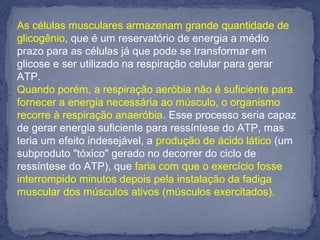 As células musculares armazenam grande quantidade de
glicogênio, que é um reservatório de energia a médio
prazo para as células já que pode se transformar em
glicose e ser utilizado na respiração celular para gerar
ATP.
Quando porém, a respiração aeróbia não é suficiente para
fornecer a energia necessária ao músculo, o organismo
recorre à respiração anaeróbia. Esse processo seria capaz
de gerar energia suficiente para ressíntese do ATP, mas
teria um efeito indesejável, a produção de ácido lático (um
subproduto "tóxico" gerado no decorrer do ciclo de
ressíntese do ATP), que faria com que o exercício fosse
interrompido minutos depois pela instalação da fadiga
muscular dos músculos ativos (músculos exercitados).
 