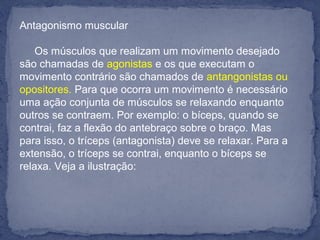 Antagonismo muscular
Os músculos que realizam um movimento desejado
são chamadas de agonistas e os que executam o
movimento contrário são chamados de antangonistas ou
opositores. Para que ocorra um movimento é necessário
uma ação conjunta de músculos se relaxando enquanto
outros se contraem. Por exemplo: o bíceps, quando se
contrai, faz a flexão do antebraço sobre o braço. Mas
para isso, o tríceps (antagonista) deve se relaxar. Para a
extensão, o tríceps se contrai, enquanto o bíceps se
relaxa. Veja a ilustração:
 