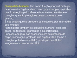 O esqueleto humano: tem como função principal proteger
determinados órgãos vitais, como, por exemplo, o cérebro,
que é protegido pelo crânio, e também os pulmões e o
coração, que são protegidos pelas costelas e pelo
esterno.
É nos ossos que se prendem os músculos, por intermédio
dos tendões.
Fazem parte também do esqueleto humano, além dos
ossos, os tendões, ligamentos e as cartilagens.
Funções em geral dos ossos incluem sustentação do
corpo, locomoção, proteção dos órgãos vitais (como o
coração, pulmão e encéfalo), produção de células
sanguíneas e reserva de cálcio.
 