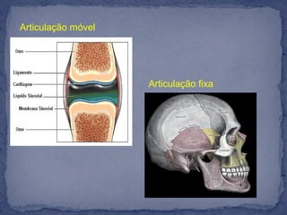 Articulação móvel
Articulação fixa
 