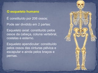 O esqueleto humano
É constituído por 206 ossos;
Pode ser dividido em 2 partes:
Esqueleto axial: constituído pelos
ossos da cabeça, coluna vertebral,
costelas e esterno.
Esqueleto apendicular: constituído
pelos ossos das cinturas pélvica e
escapular e ainda pelos braços e
pernas.
 