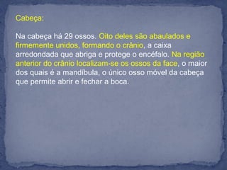 Cabeça:
Na cabeça há 29 ossos. Oito deles são abaulados e
firmemente unidos, formando o crânio, a caixa
arredondada que abriga e protege o encéfalo. Na região
anterior do crânio localizam-se os ossos da face, o maior
dos quais é a mandíbula, o único osso móvel da cabeça
que permite abrir e fechar a boca.
 