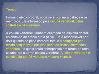 Tronco:
Forma o eixo corporal, onde se articulam a cabeça e os
membros. Ele é formado pela coluna vertebral, pelas
costelas e pelo esterno.
A coluna vertebral, também chamada de espinha dorsal,
estende-se do crânio até a pelve. Ela é responsável por
dois quintos do peso corporal total e é composta por
tecido conjuntivo e por uma série de ossos, chamados
vértebras, as quais estão sobrepostas em forma de uma
coluna, daí o termo coluna vertebral. A coluna vertebral é
constituída por 26 vértebras + sacro + cóccix.
 