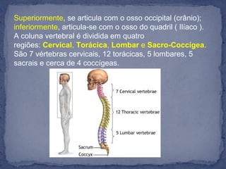 Superiormente, se articula com o osso occipital (crânio);
inferiormente, articula-se com o osso do quadril ( Ilíaco ).
A coluna vertebral é dividida em quatro
regiões: Cervical, Torácica, Lombar e Sacro-Coccígea.
São 7 vértebras cervicais, 12 torácicas, 5 lombares, 5
sacrais e cerca de 4 coccígeas.
 