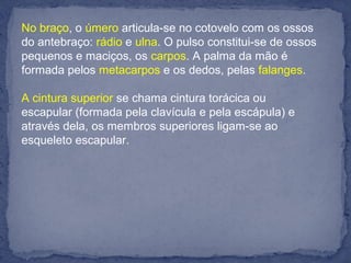 No braço, o úmero articula-se no cotovelo com os ossos
do antebraço: rádio e ulna. O pulso constitui-se de ossos
pequenos e maciços, os carpos. A palma da mão é
formada pelos metacarpos e os dedos, pelas falanges.
A cintura superior se chama cintura torácica ou
escapular (formada pela clavícula e pela escápula) e
através dela, os membros superiores ligam-se ao
esqueleto escapular.
 