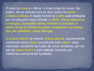 O osso da coxa é o fêmur, o mais longo do corpo. No
joelho, ele se articula com os dois ossos da perna:
a tíbia e a fíbula. A região frontal do joelho está protegida
por um pequeno osso circular: a rótula. Ossos pequenos
e maciços, chamados tarsos, formam o tornozelo. A
planta do pé é constituída pelos metatarsos e os dedos
dos pés (artelhos), pelas falanges.
A cintura inferior se chama cintura pélvica, popularmente
conhecida como bacia (constituída pelo sacro - osso
volumoso resultante da fusão de cinco vértebras, por um
par de ossos ilíacos e pelo cóccix, formado por
vértebras rudimentares fundidas).
 