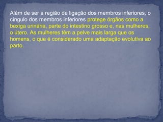 Além de ser a região de ligação dos membros inferiores, o
cíngulo dos membros inferiores protege órgãos como a
bexiga urinária, parte do intestino grosso e, nas mulheres,
o útero. As mulheres têm a pelve mais larga que os
homens, o que é considerado uma adaptação evolutiva ao
parto.
 