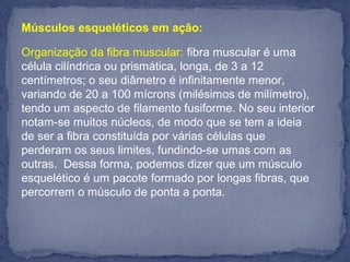Músculos esqueléticos em ação:
Organização da fibra muscular: fibra muscular é uma 
célula cilíndrica ou prismática, longa, de 3 a 12 
centímetros; o seu diâmetro é infinitamente menor, 
variando de 20 a 100 mícrons (milésimos de milímetro), 
tendo um aspecto de filamento fusiforme. No seu interior 
notam-se muitos núcleos, de modo que se tem a ideia 
de ser a fibra constituída por várias células que 
perderam os seus limites, fundindo-se umas com as 
outras.  Dessa forma, podemos dizer que um músculo 
esquelético é um pacote formado por longas fibras, que 
percorrem o músculo de ponta a ponta.
 