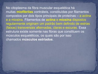 No citoplasma da fibra muscular esquelética há 
muitas miofibrilas contráteis, constituídas por filamentos 
compostos por dois tipos principais de proteínas – a actina 
e a miosina. Filamentos de actina e miosina dispostos 
regularmente originam um padrão bem definido de estrias 
(faixas) transversais alternadas, claras e escuras. Essa 
estrutura existe somente nas fibras que constituem os 
músculos esqueléticos, os quais são por isso 
chamados músculos estriados.
 