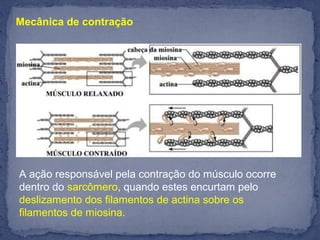 Mecânica de contração
A ação responsável pela contração do músculo ocorre 
dentro do sarcômero, quando estes encurtam pelo 
deslizamento dos filamentos de actina sobre os 
filamentos de miosina.
 