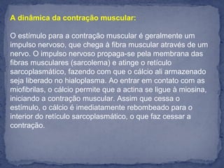 A dinâmica da contração muscular:
O estímulo para a contração muscular é geralmente um 
impulso nervoso, que chega à fibra muscular através de um 
nervo. O impulso nervoso propaga-se pela membrana das 
fibras musculares (sarcolema) e atinge o retículo 
sarcoplasmático, fazendo com que o cálcio ali armazenado 
seja liberado no hialoplasma. Ao entrar em contato com as 
miofibrilas, o cálcio permite que a actina se ligue à miosina, 
iniciando a contração muscular. Assim que cessa o 
estímulo, o cálcio é imediatamente rebombeado para o 
interior do retículo sarcoplasmático, o que faz cessar a 
contração.
 