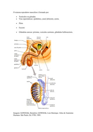 O sistema reprodutor masculino é formado por: 
· Testículos ou gônadas 
· Vias espermáticas: epidídimo, canal deferente, uretra. 
· Pênis 
· Escroto 
· Glândulas anexas: próstata, vesículas seminais, glândulas bulbouretrais. 
Imagem: GOWDAK, Demétrio; GOWDAK, Luís Henrique. Atlas de Anatomia 
Humana. São Paulo, Ed. FTD, 1989. 
 