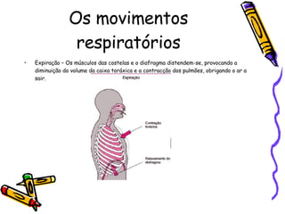 Os movimentos respiratórios Expiração – Os músculos das costelas e o diafragma distendem-se, provocando a diminuição do volume da caixa toráxica e a contracção dos pulmões, obrigando o ar a sair. 