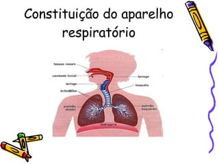 Constituição do aparelho respiratório 