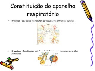 Constituição do aparelho respiratório Brônquios  – Dois canais que resultam da traqueia, que entram nos pulmões. Bronquíolos  – Ramificaçoes mais finas dos brônquios, que termonam nos alvélos pulmunares. 