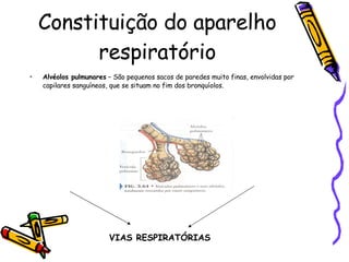 Constituição do aparelho respiratório Alvéolos pulmunares  – São pequenos sacos de paredes muito finas, envolvidas por capilares sanguíneos, que se situam no fim dos bronquíolos. VIAS RESPIRATÓRIAS 
