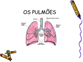OS PULMÕES 