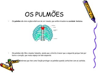 OS PULMÕES Os  pulmões  são dois orgãos elásticos de cor rosada, que estão situados na  cavidade torácica. Os pulmões não têm o mesmo tamanho, sendo que o direito é maior que o esquerdo porque tem por baixo o coração, que reduz espaço do lado esquerdo.  Pleura –  Menbrana que tem como função proteger os pulmões quando contactam com as costelas. 
