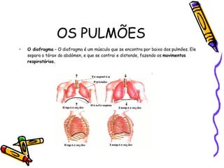 OS PULMÕES O diafragma  – O diafragma é um músculo que se encontra por baixo dos pulmões. Ele separa o tórax do abdómen, e que se contrai e distende, fazendo os  movimentos respiratórios. 