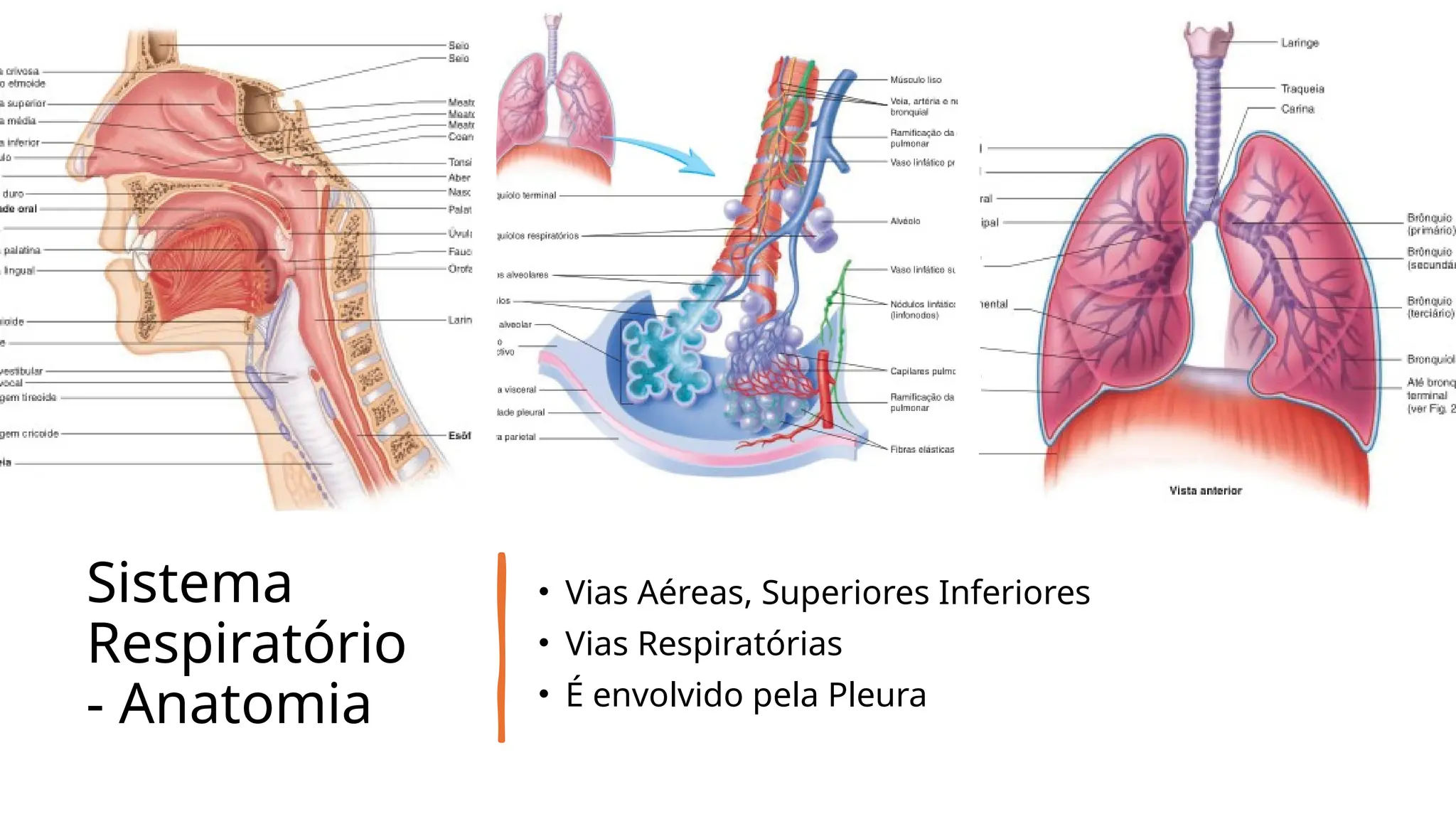 O Sistema Respiratório Anatomia E Funcionamento Pptx