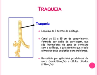 TRAQUEIA
 Localiza-se à frente do esófago.
 Canal de 12 a 15 cm de comprimento,
formado por anéis de cartilagem, que
são incompletos na zona de contacto
com o esófago, o que permite que o bolo
alimentar seja deglutido sem problemas.
 Revestida por glândulas produtoras de
muco (humidificação) e células ciliadas
(filtração).
Traqueia
 