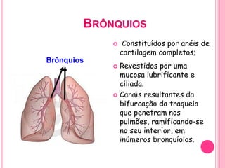 BRÔNQUIOS
 Constituídos por anéis de
cartilagem completos;
 Revestidos por uma
mucosa lubrificante e
ciliada.
 Canais resultantes da
bifurcação da traqueia
que penetram nos
pulmões, ramificando-se
no seu interior, em
inúmeros bronquíolos.
Brônquios
 