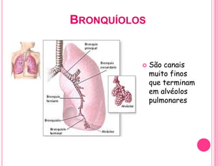 BRONQUÍOLOS
 São canais
muito finos
que terminam
em alvéolos
pulmonares
 