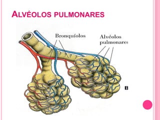 ALVÉOLOS PULMONARES
 