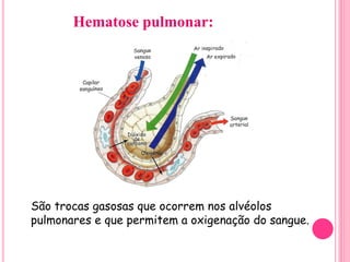 São trocas gasosas que ocorrem nos alvéolos
pulmonares e que permitem a oxigenação do sangue.
Hematose pulmonar:
 