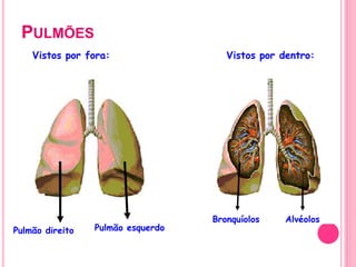 PULMÕES
Vistos por fora: Vistos por dentro:
Pulmão direito Pulmão esquerdo
Bronquíolos Alvéolos
 