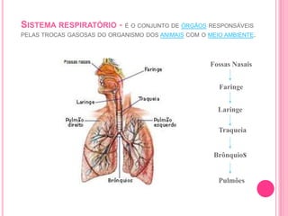 SISTEMA RESPIRATÓRIO - É O CONJUNTO DE ÓRGÃOS RESPONSÁVEIS
PELAS TROCAS GASOSAS DO ORGANISMO DOS ANIMAIS COM O MEIO AMBIEN...