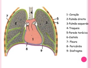 1
32
4
1- Coração
2-Pulmão direito
3-Pulmão esquerdo
4-Traqueia
5-Parede torácica
6-Costela
7- Pleura
8- Pericárdio
9- Diafragma
 