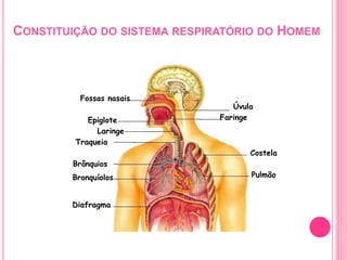 CONSTITUIÇÃO DO SISTEMA RESPIRATÓRIO DO HOMEM
Fossas nasais
Epiglote
Diafragma
Pulmão
Costela
Faringe
Úvula
Traqueia
Brônq...