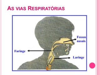 AS VIAS RESPIRATÓRIAS
Fossas
nasais
Faringe
Laringe
 