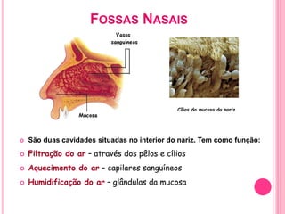 FOSSAS NASAIS
 São duas cavidades situadas no interior do nariz. Tem como função:
 Filtração do ar – através dos pêlos e cílios
 Aquecimento do ar – capilares sanguíneos
 Humidificação do ar – glândulas da mucosa
Cílios da mucosa do nariz
 