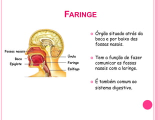 FARINGE
 Órgão situado atrás da
boca e por baixo das
fossas nasais.
 Tem a função de fazer
comunicar as fossas
nasais com a laringe.
 É também comum ao
sistema digestivo.
Fossas nasais
Boca
Epiglote
Úvula
Faringe
Esófago
 