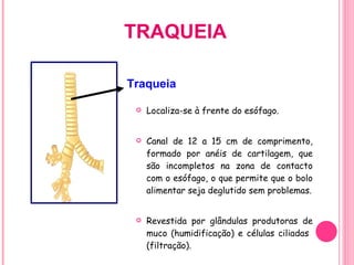 TRAQUEIA Localiza-se à frente do esófago. Canal de 12 a 15 cm de comprimento, formado por anéis de cartilagem, que são incompletos na zona de contacto com o esófago, o que permite que o bolo alimentar seja deglutido sem problemas. Revestida por glândulas produtoras de muco (humidificação) e células ciliadas  (filtração). Traqueia 