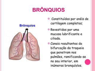 BRÔNQUIOS Constituídos por anéis de cartilagem completos; Revestidos por uma mucosa lubrificante e ciliada. Canais resultantes da bifurcação da traqueia que penetram nos pulmões, ramificando-se no seu interior, em inúmeros bronquíolos. Brônquios 