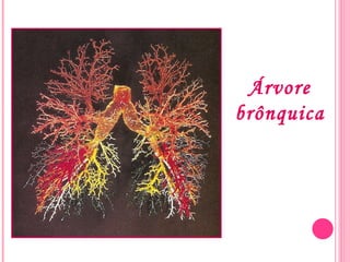 Árvore brônquica 