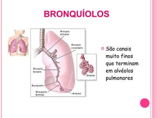 BRONQUÍOLOS São canais muito finos que terminam em alvéolos pulmonares  