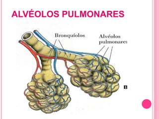 ALVÉOLOS PULMONARES 