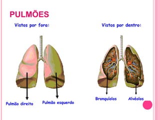 PULMÕES Vistos por fora: Vistos por dentro: Pulmão direito Pulmão esquerdo Bronquíolos Alvéolos 