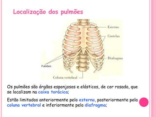 Os pulmões são órgãos esponjosos e elásticos, de cor rosada, que se localizam na  caixa torácica ; Estão limitados anteriormente pelo  esterno , posteriormente pela  coluna vertebral  e inferiormente pelo  diafragma ; Localização dos pulmões 