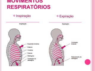 MOVIMENTOS RESPIRATÓRIOS Inspiração Expiração 