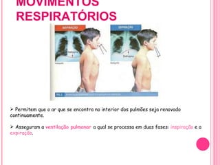 MOVIMENTOS RESPIRATÓRIOS Permitem que o ar que se encontra no interior dos pulmões seja renovado continuamente. Asseguram a  ventilação pulmonar  a qual se processa em duas fases:  inspiração  e a  expiração . 