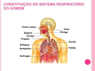 CONSTITUIÇÃO DO SISTEMA RESPIRATÓRIO DO HOMEM Fossas nasais Epiglote Diafragma Pulmão Costela Faringe Úvula Traqueia Brônquios Bronquíolos Laringe 