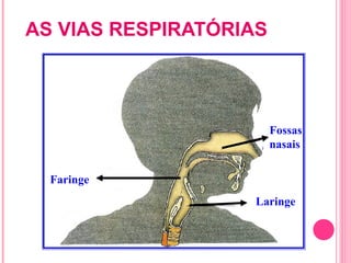 AS VIAS RESPIRATÓRIAS Fossas nasais Faringe Laringe 