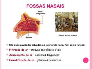 FOSSAS NASAIS São duas cavidades situadas no interior do nariz. Tem como função: Filtração do ar  – através dos pêlos e cílios Aquecimento do ar  – capilares sanguíneos Humidificação do ar  – glândulas da mucosa Cílios da mucosa do nariz 