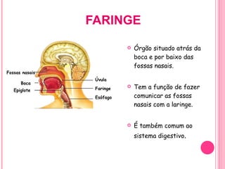 FARINGE Órgão situado atrás da boca e por baixo das fossas nasais. Tem a função de fazer comunicar as fossas nasais com a laringe. É também comum ao sistema digestivo . Fossas nasais Boca Epiglote Úvula Faringe Esófago 